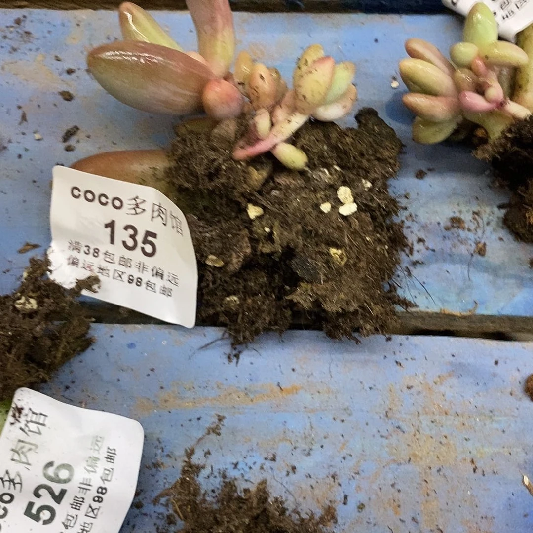 兔*泪135红手指锦炸多肉植物