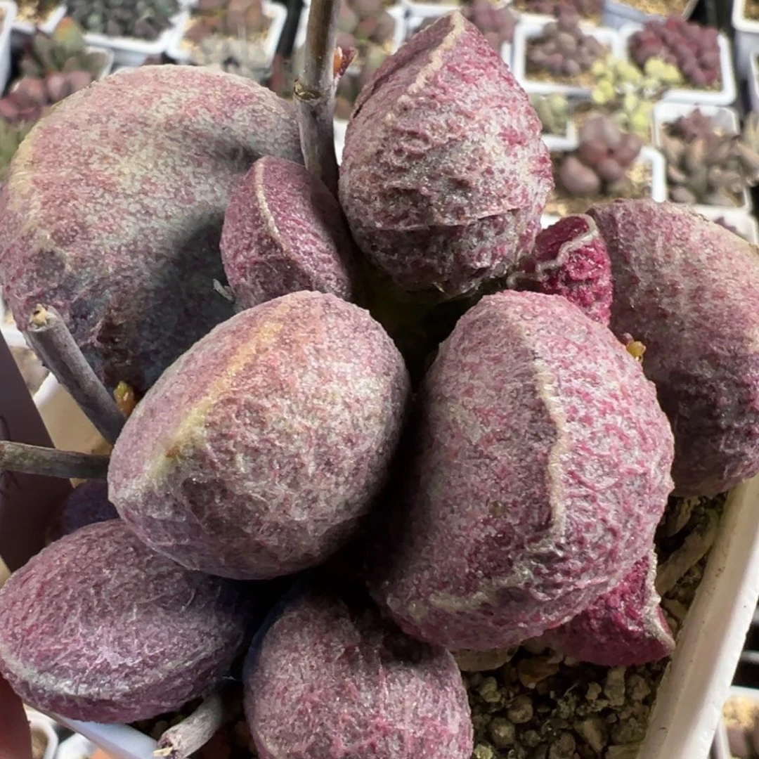 哈莫猪肝单头纯木质桩多肉植物