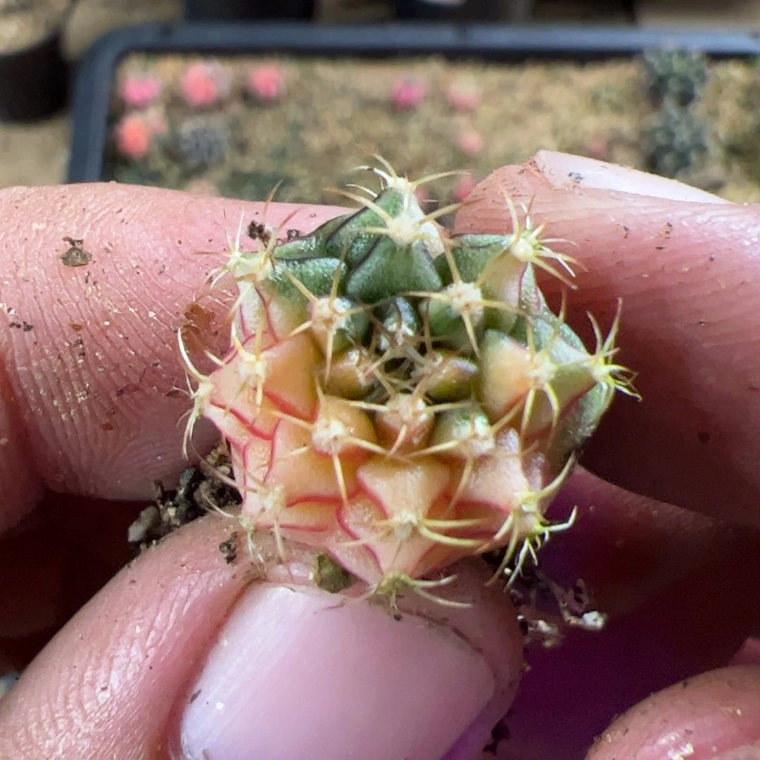 当前无花栽培后可以开花417