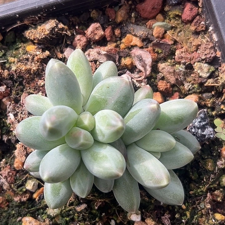 玄女美人系列4头特价