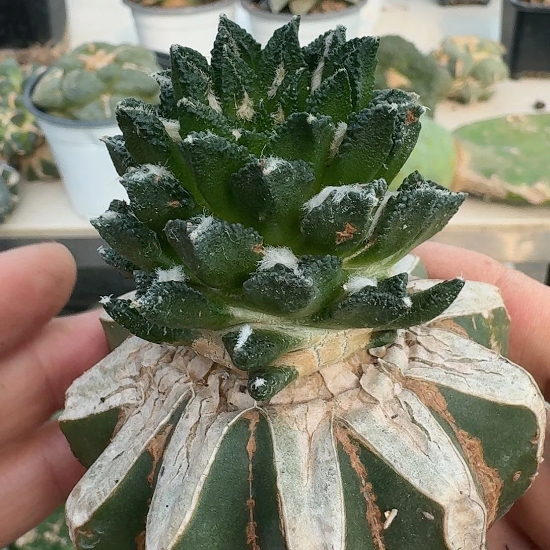 【闪购商品】无花朵波**^博士黑牡丹115