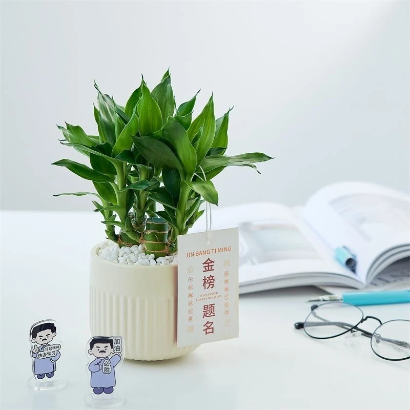文昌竹4支富贵竹带根金榜题名室内盆栽高考书桌绿植净化空气好养