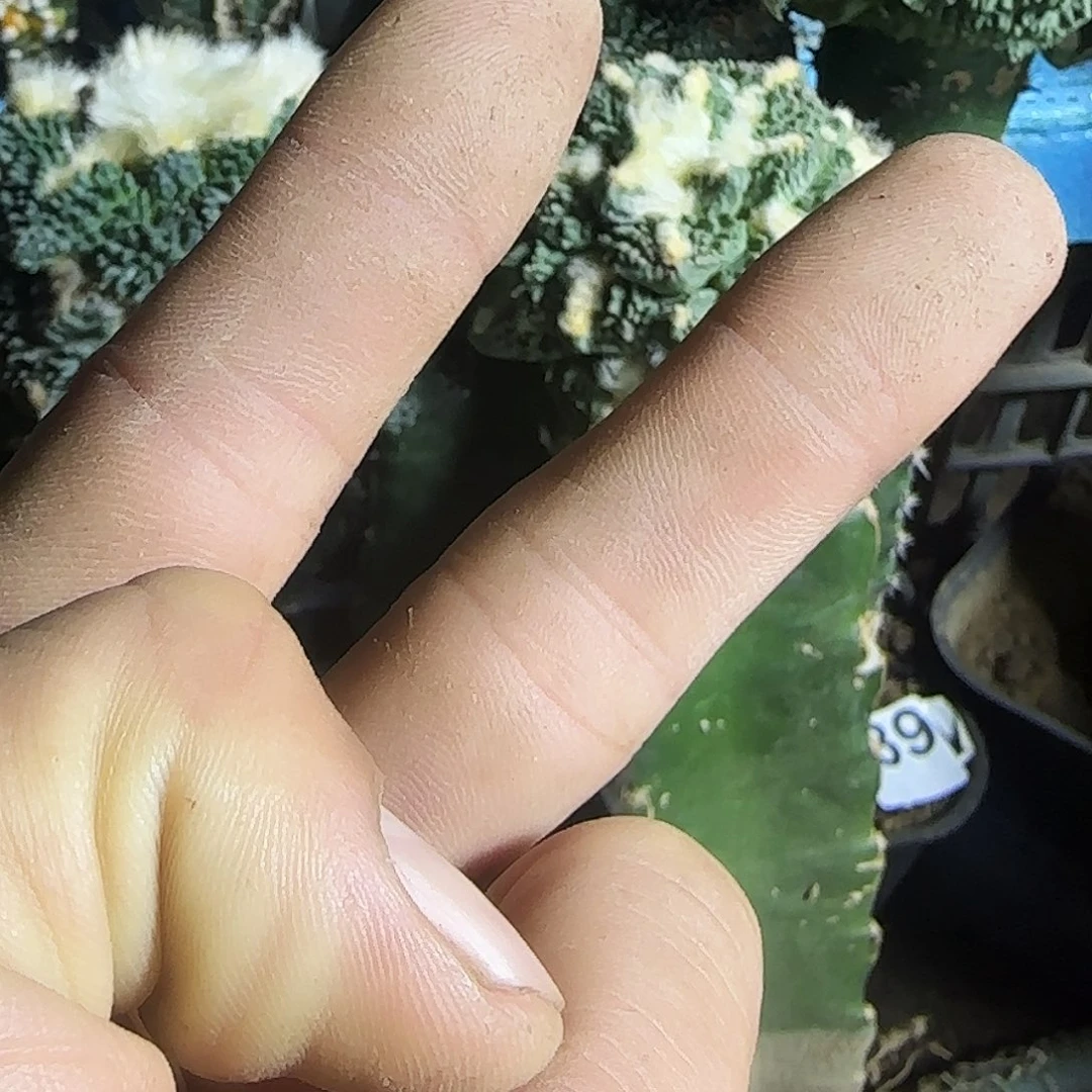 爱***秋两个兜8888仙人球开花