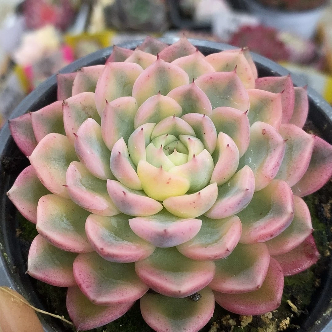 482纱罗姬杂哈哈哈哈