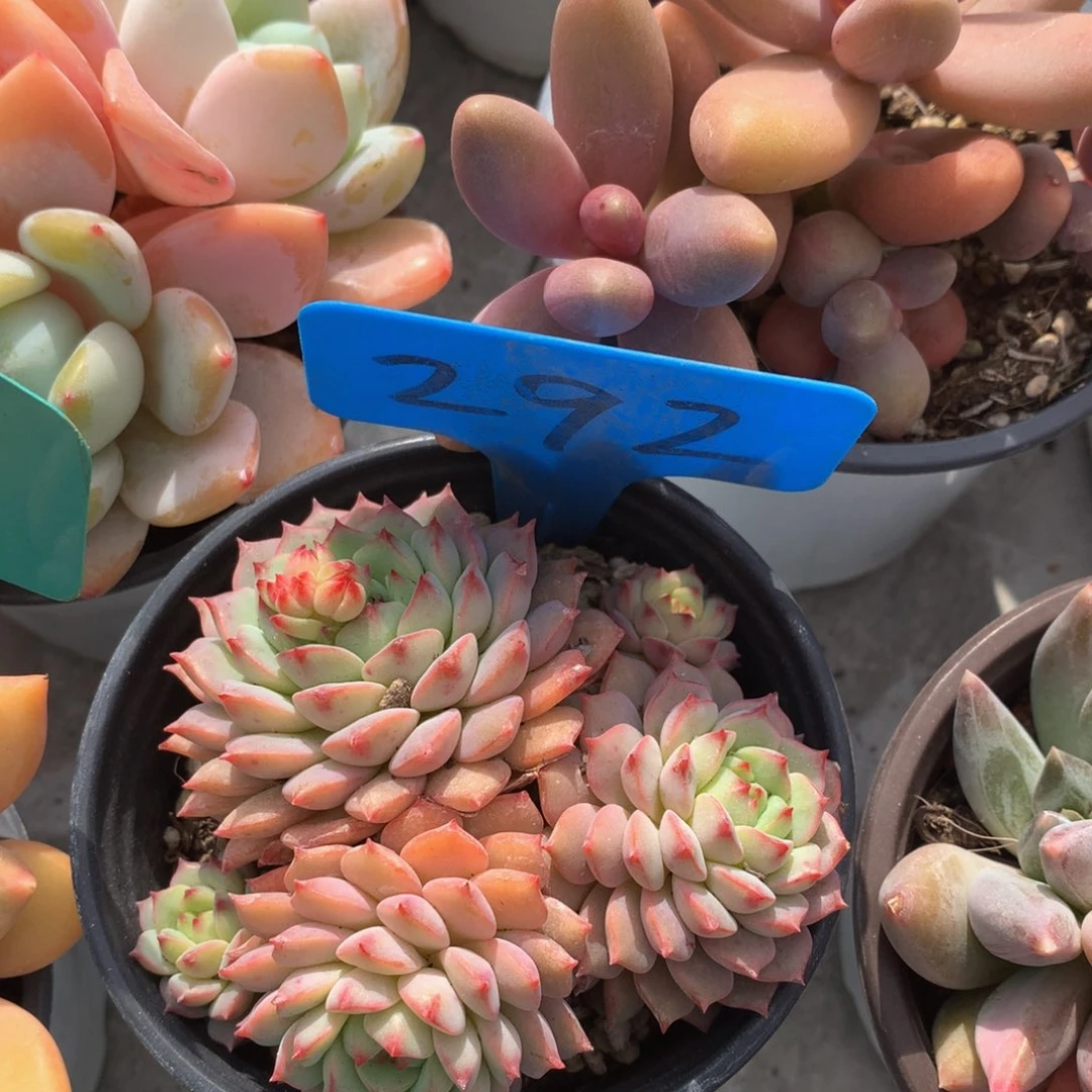 想读日子黑五62626263672