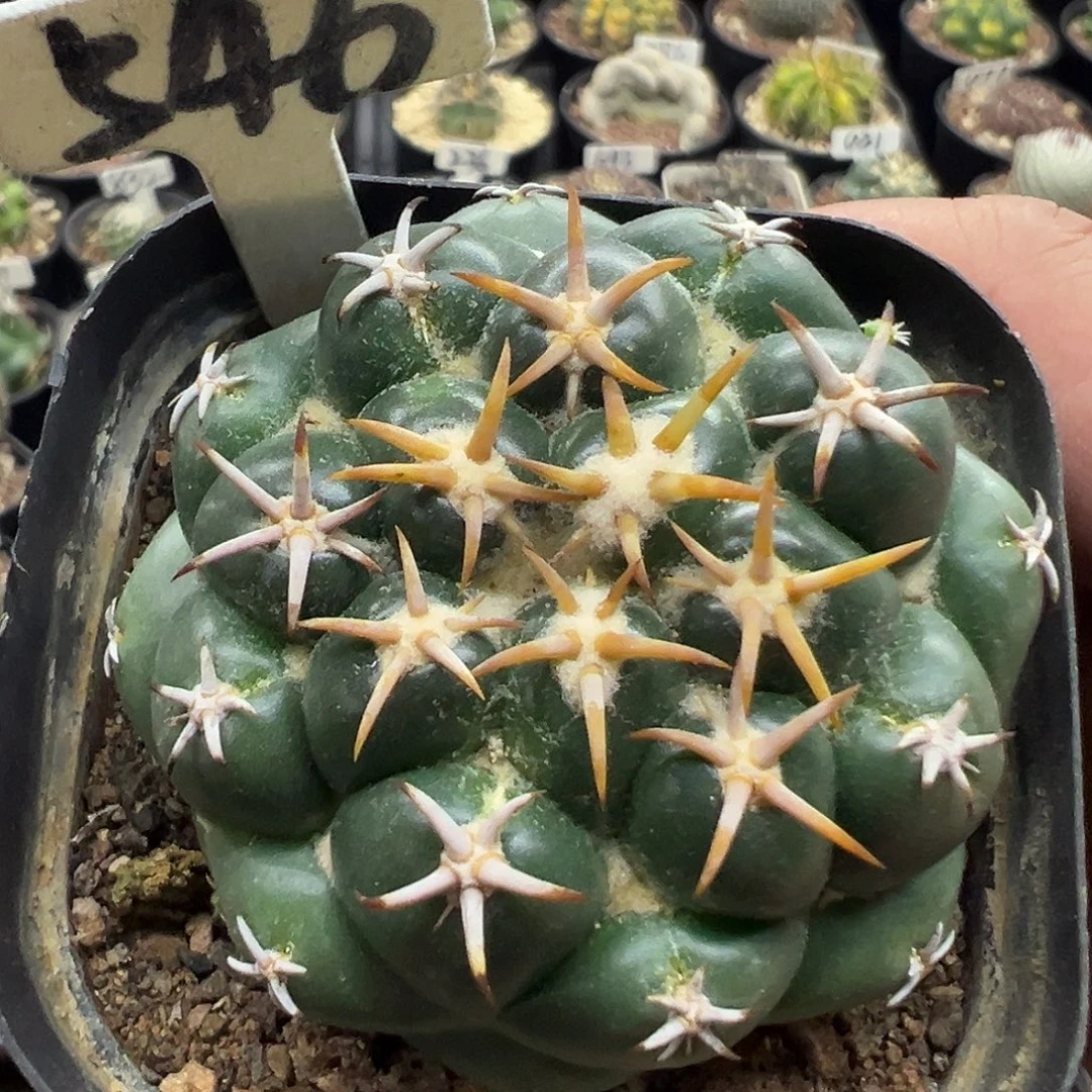 546坦斯象牙55555