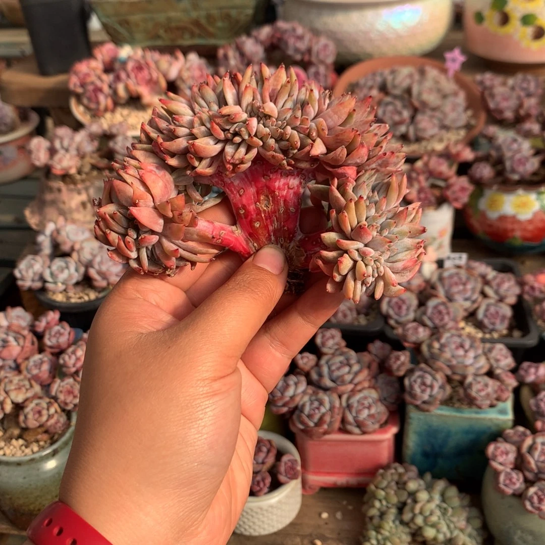新年快乐哈哈哈16
