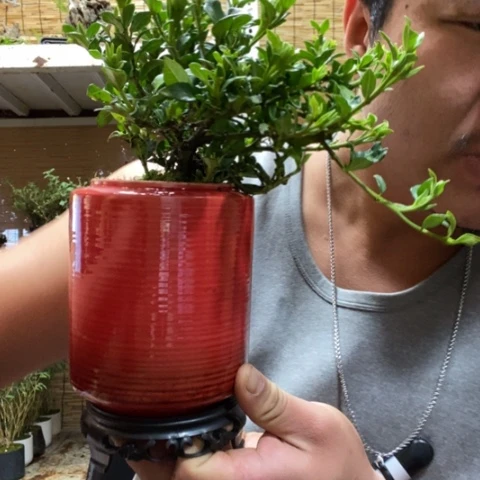 红陶一物一拍所见即所得57