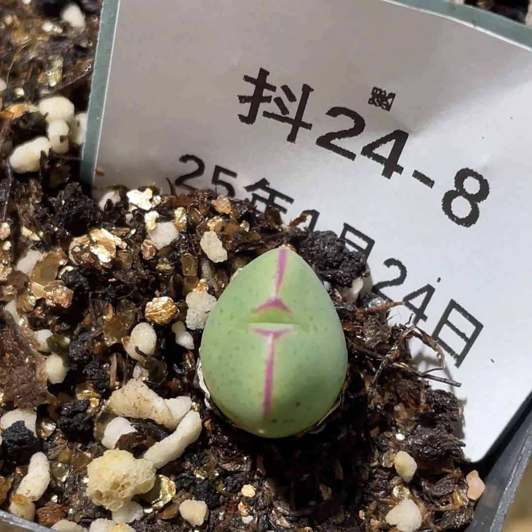 24-8将多肉植物肉锥