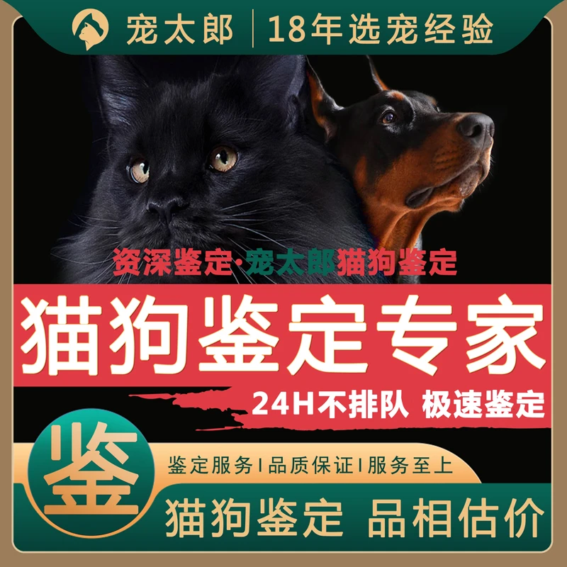 金渐层缅因德文柴犬比熊泰迪西高地阿比约克夏边牧布偶金毛雪纳瑞