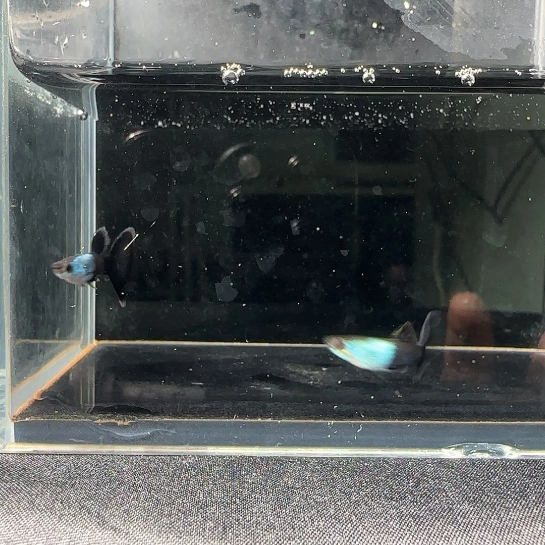 孔雀鱼关注主播可以竞拍