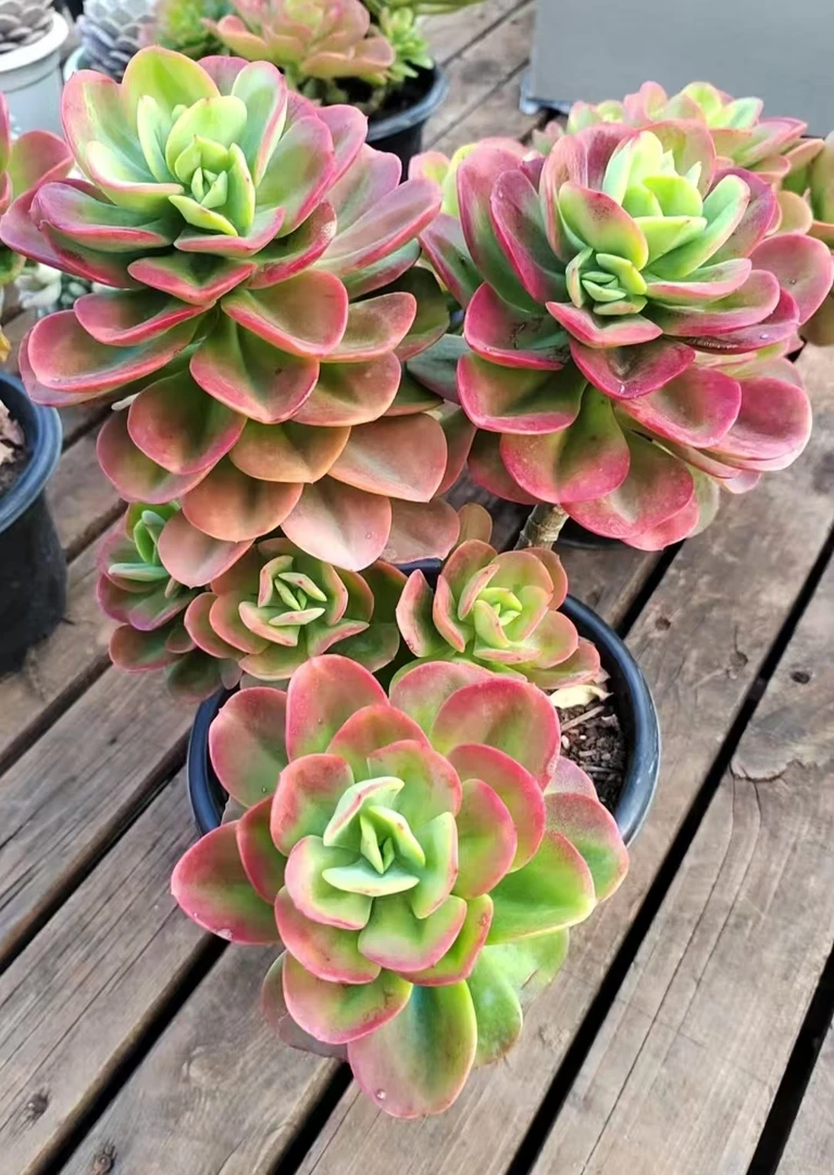 新品精品红梅多肉 新手必拍 好看好养 多肉植物云南昆明发货