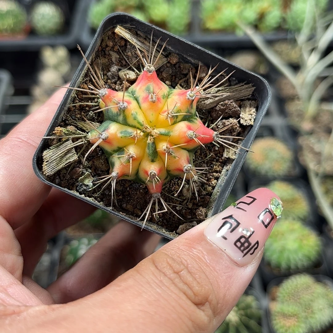 就这个死样子单头发货