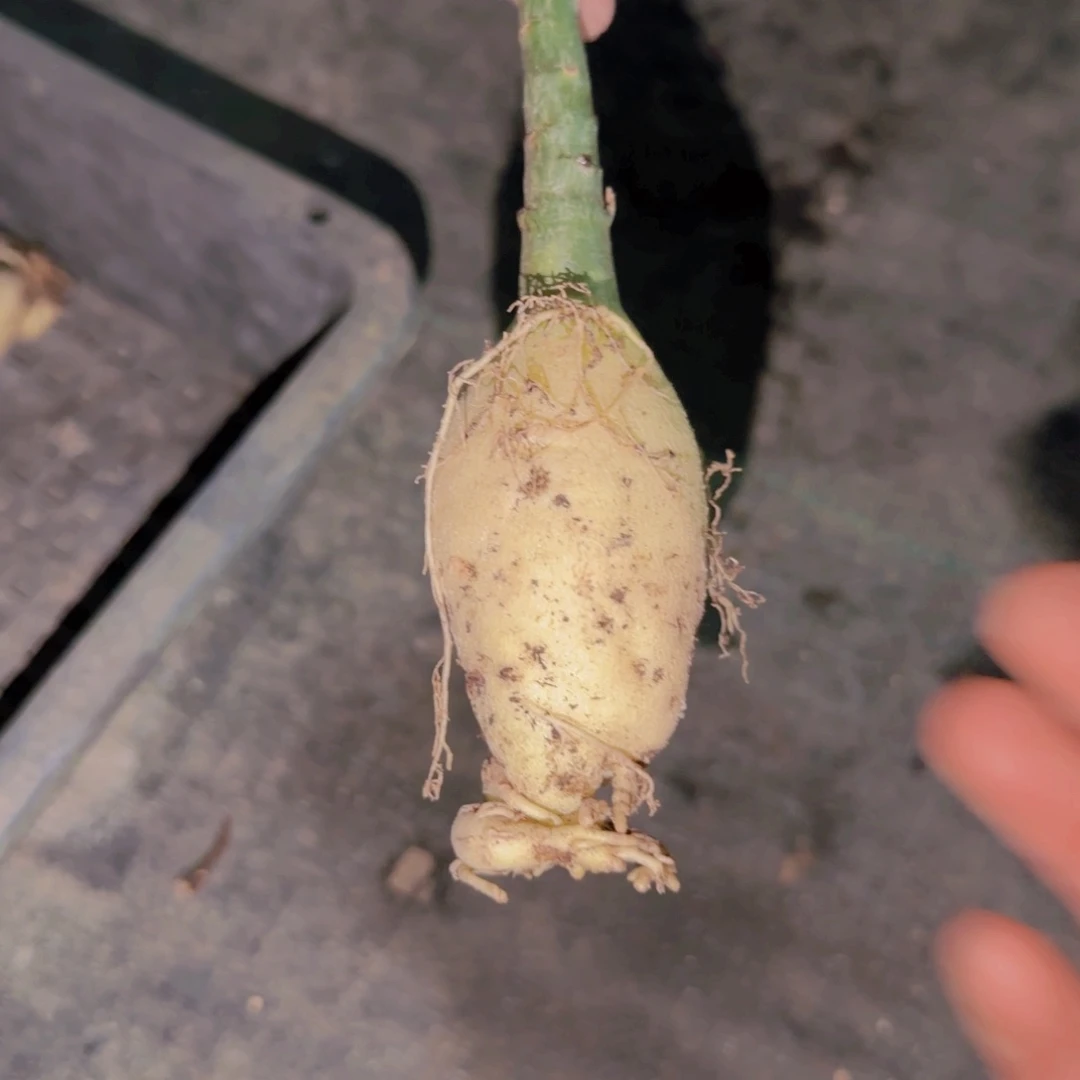 植***者块根植物块根植物