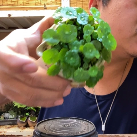 红陶夏**妈一物一拍所见即所得96