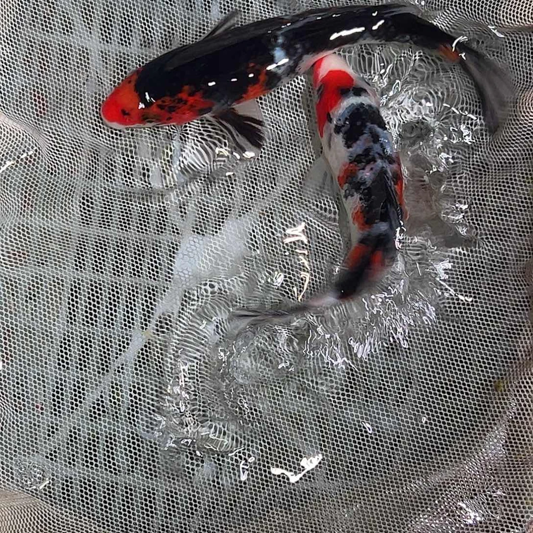 锦鲤锦鲤观赏鱼1111