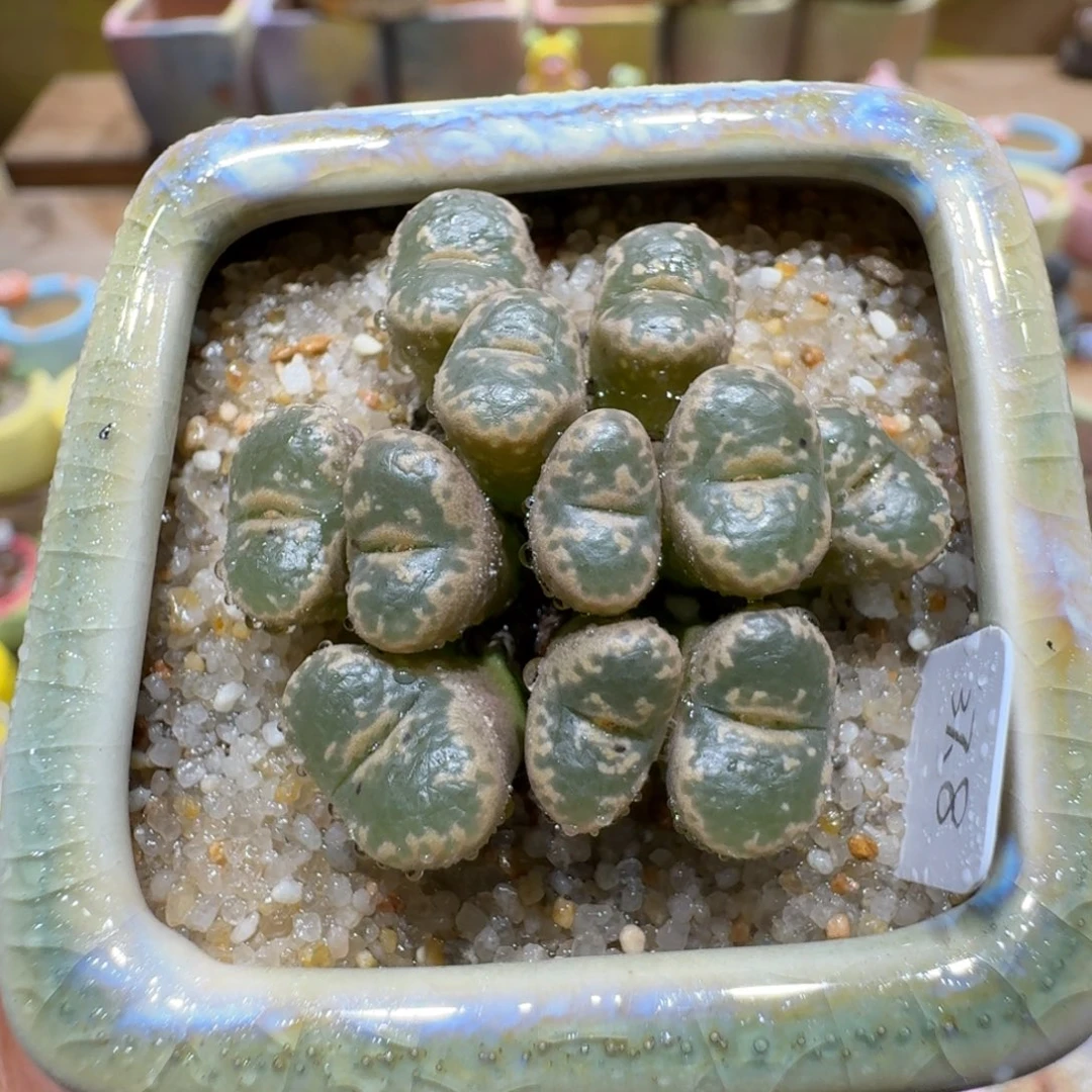 蘑菇1170勋章群多肉植物