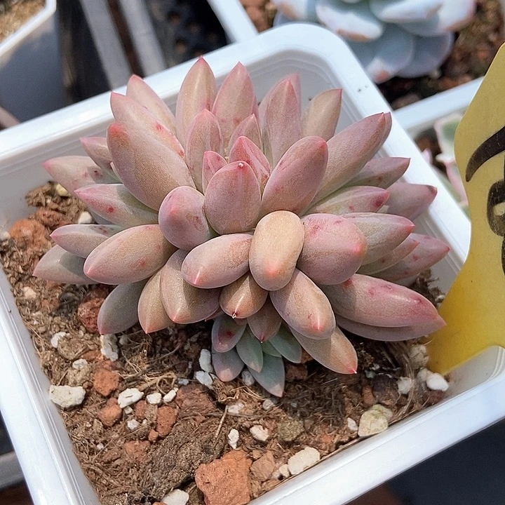 多肉植物车厘子1866