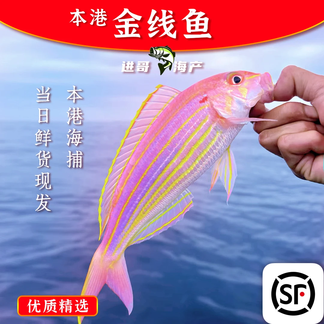 广东汕尾本港金线鱼 当日鲜活处理蒜瓣肉比虾甜 顺丰冷链保鲜配送