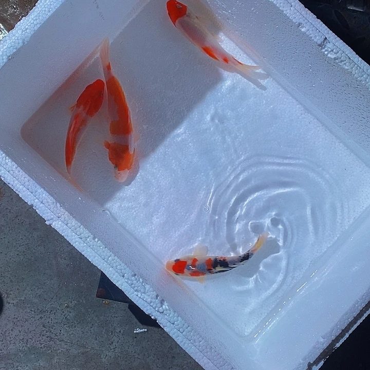锦鲤锦鲤活鱼开箱包活