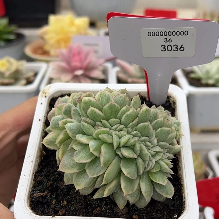 3036号麦秆缀多肉植物