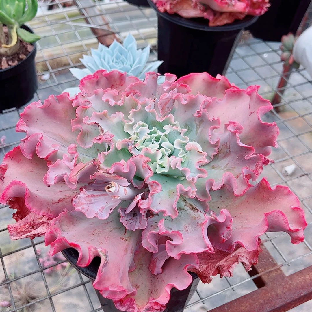 高沙之翁特大大单头精品