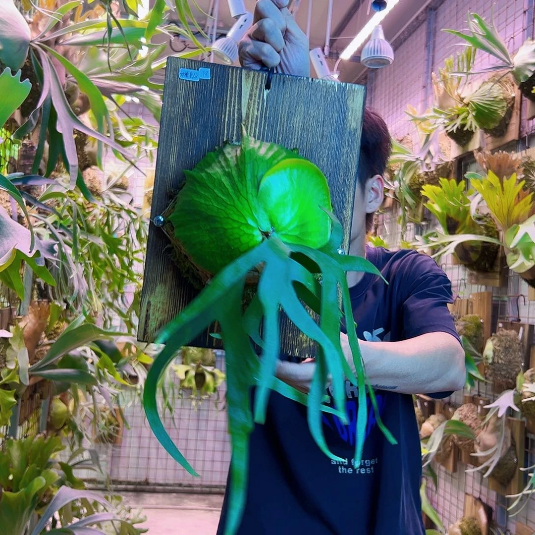 无花朵侏儒菲律宾皇冠a0021