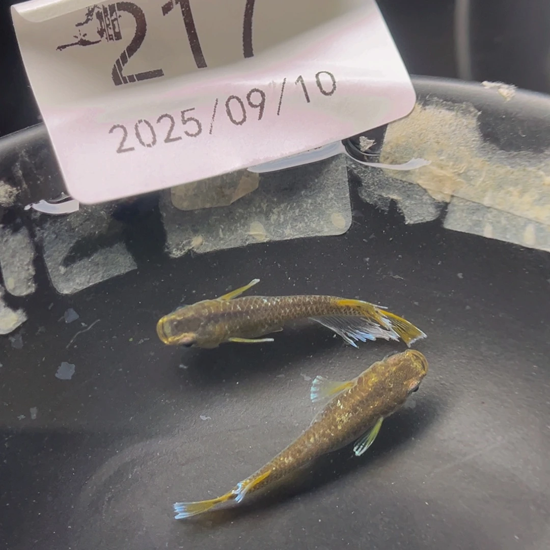 青鳉217奶酪一对公母