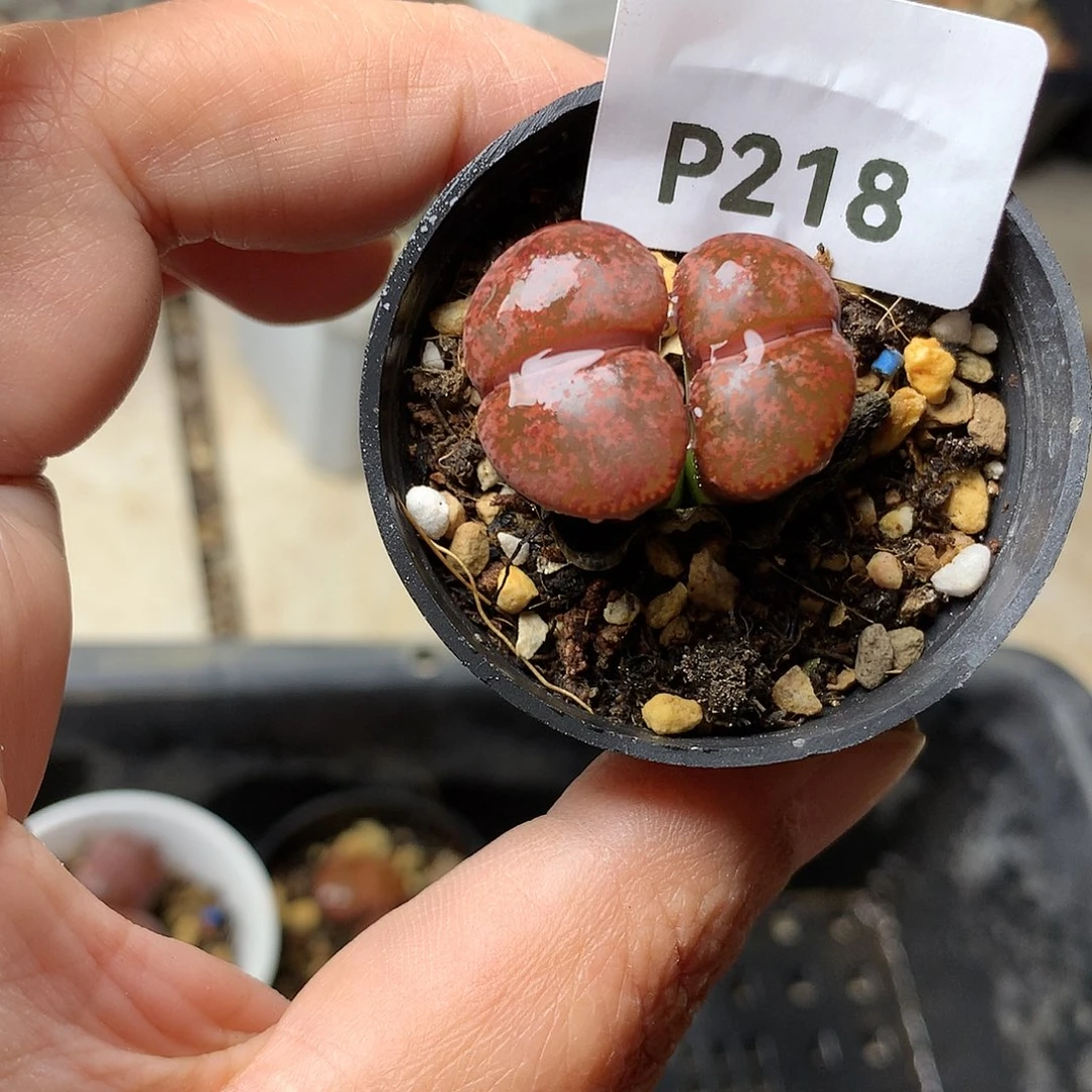 凝*P218多肉植物保护