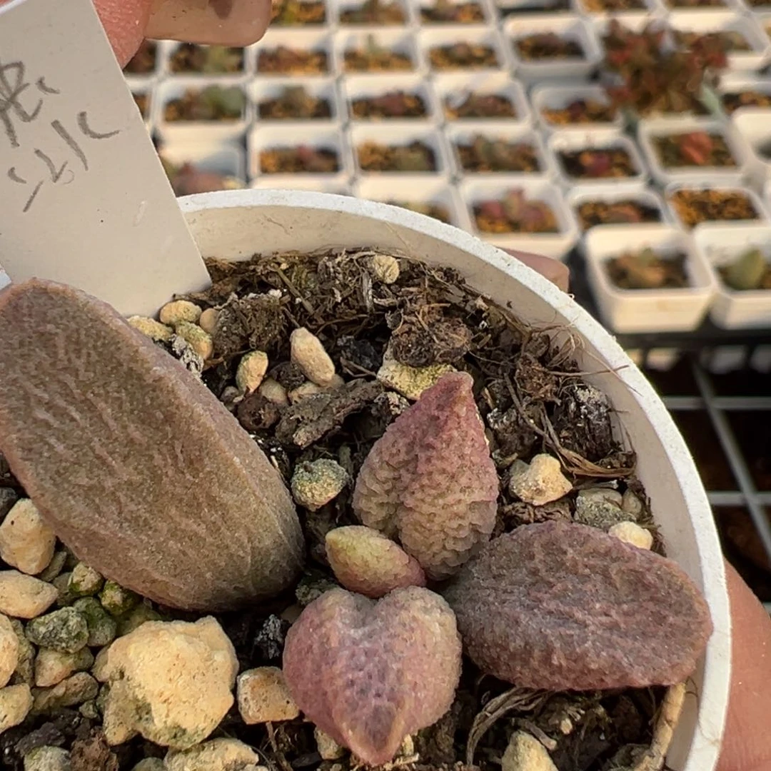 融冰多肉植物水泡