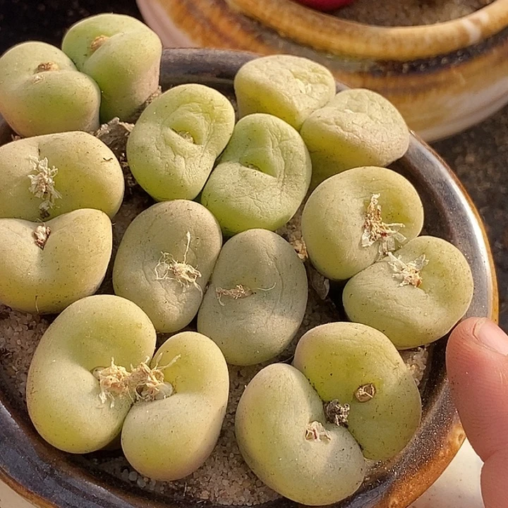 28531双头空卡佛母本一颗