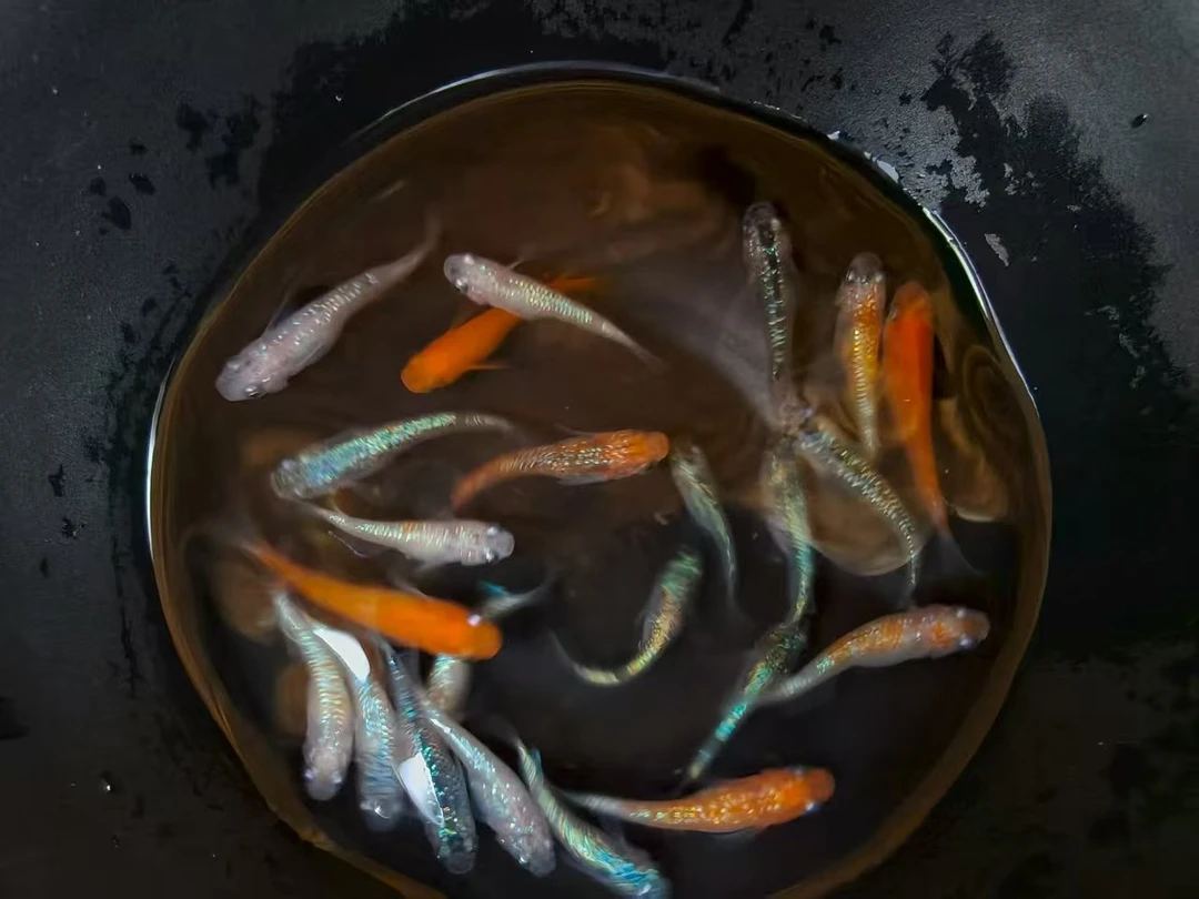 直播青鳉鱼   一物一拍  现选现卖