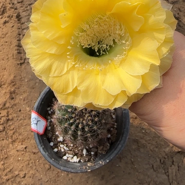 清***尘仙人球美花带根彩58