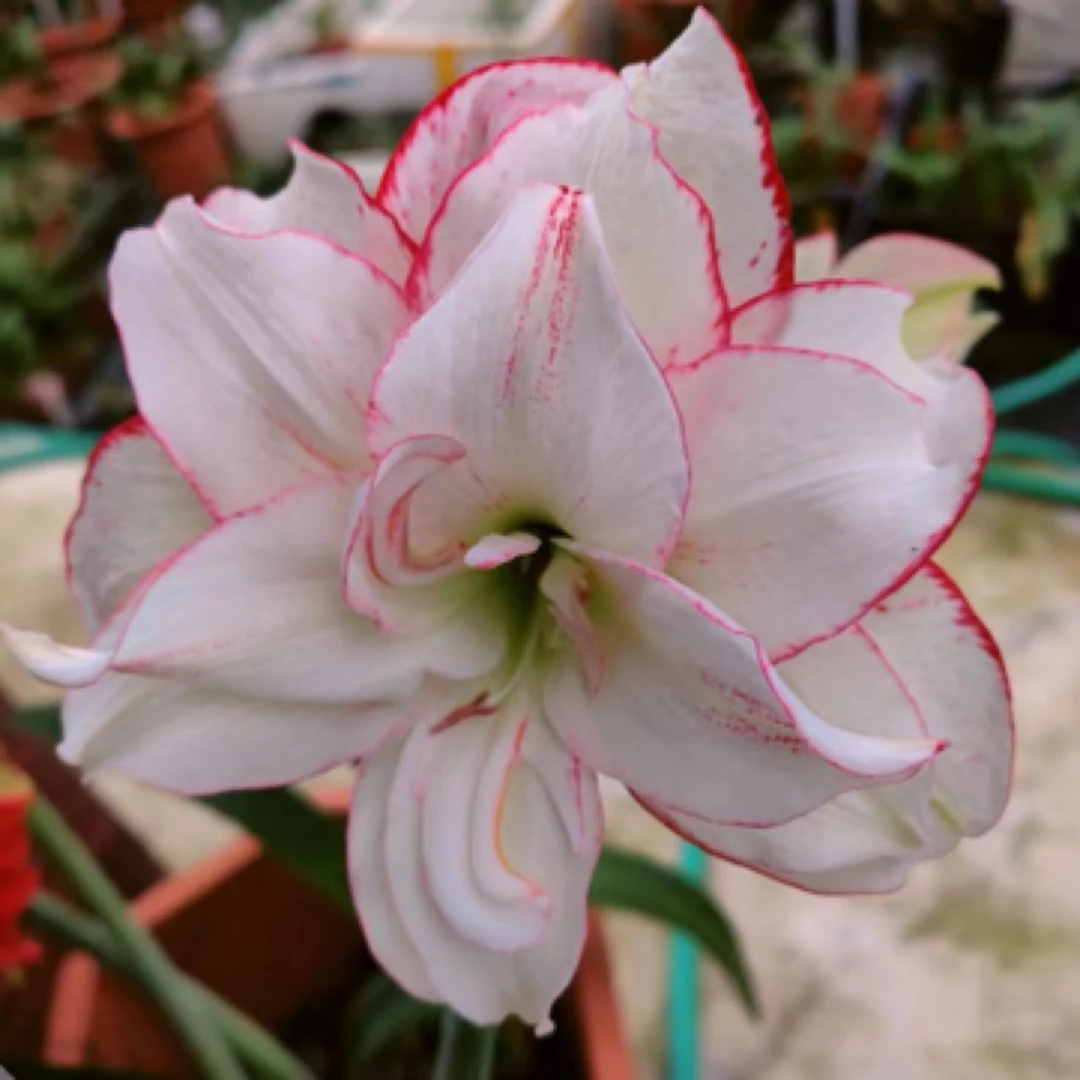 空灵少女 气质美女朱顶红，阳台室外花卉