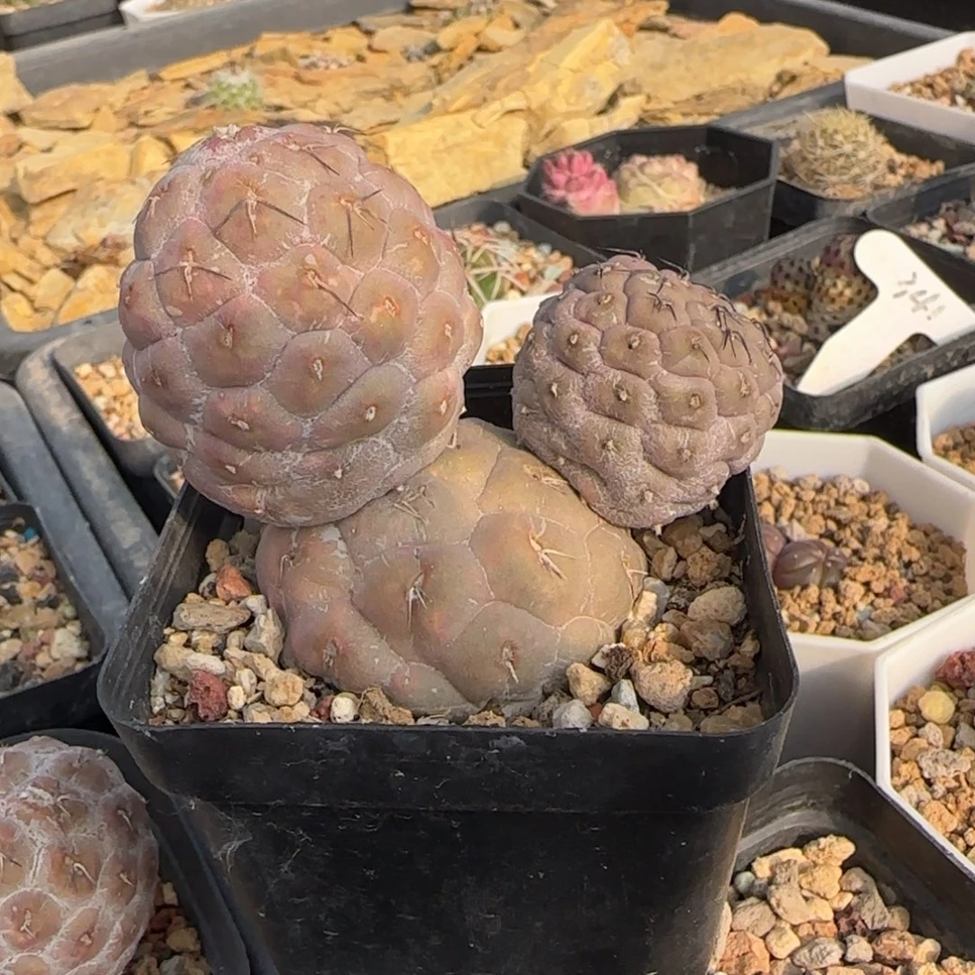 03自根米奇习志野多肉