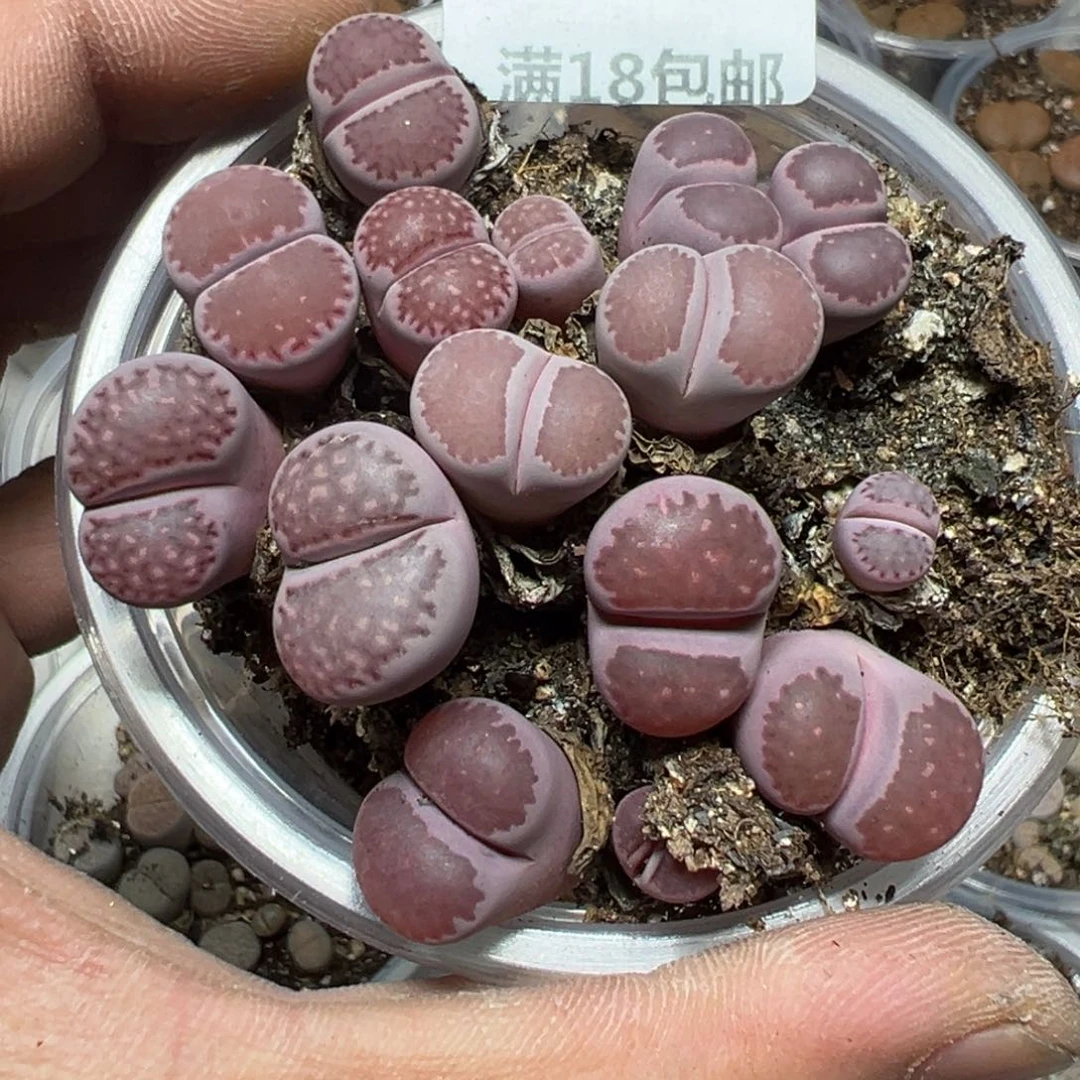 【闪购商品】 885。