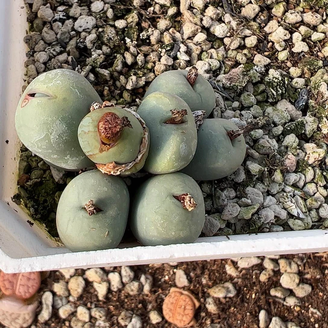 红嘴脱土发………………………………