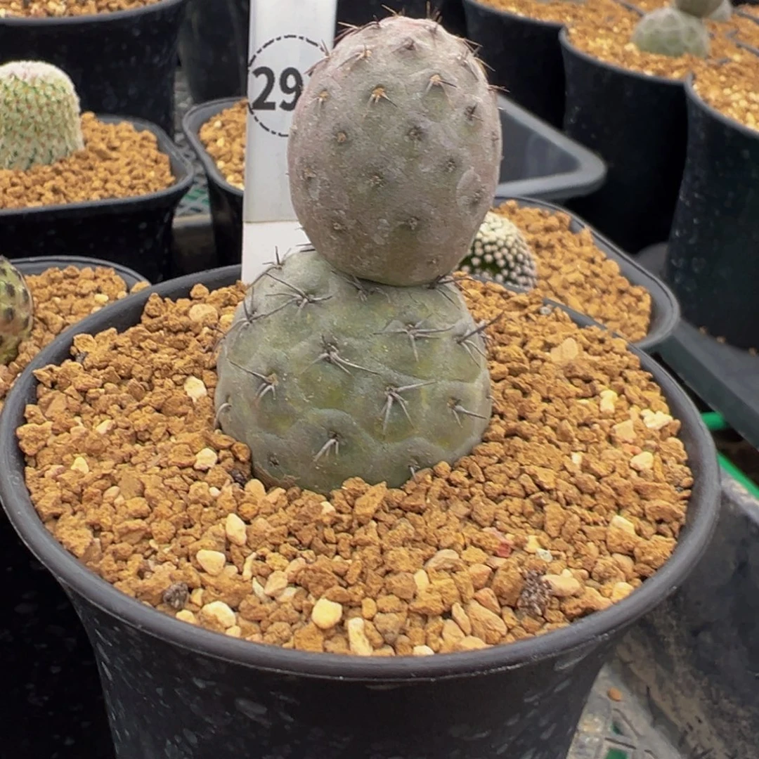 292自根习志野多肉植物带盆土