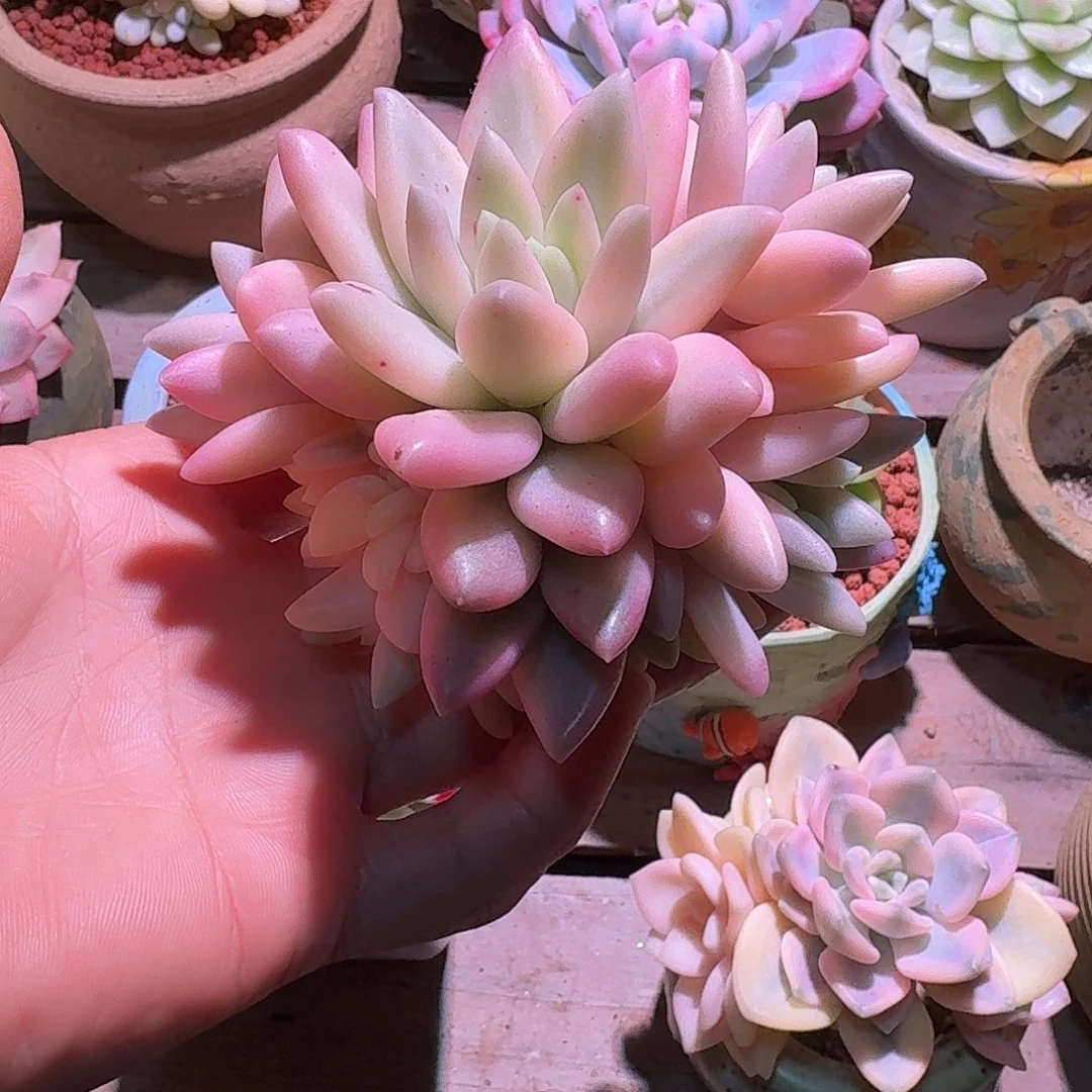 蜜桃啵啵锦群多肉多肉多肉