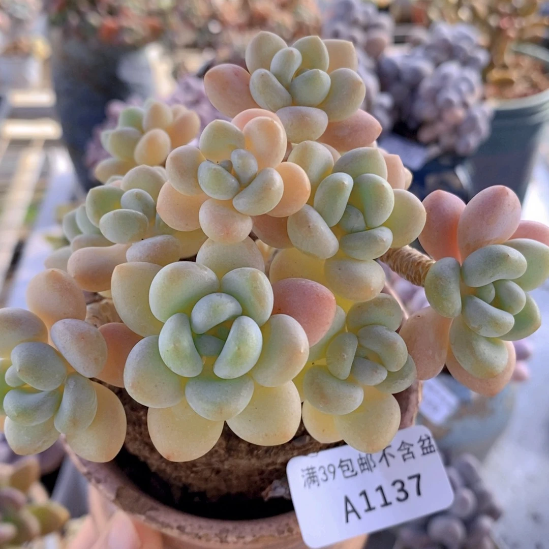 白奶糖10cm1137多肉植物