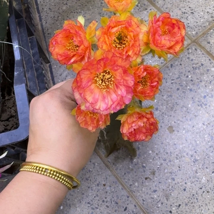 量天尺嫁接丽花脱土发货瘦不好