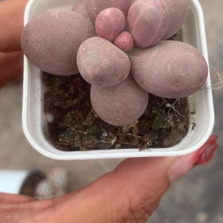 糖果奶（满9.99包邮不满9.99发叶子）