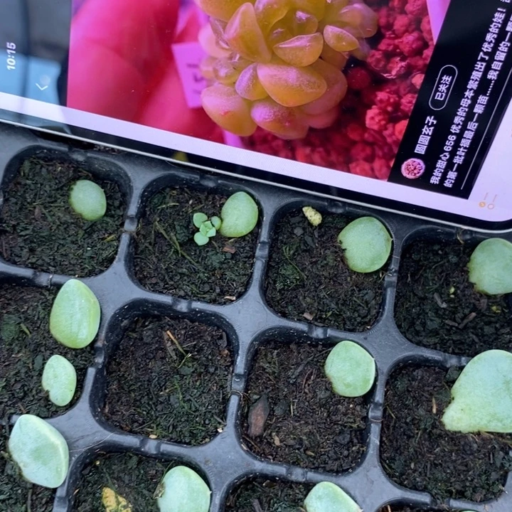 甜心656芽苗一个多肉