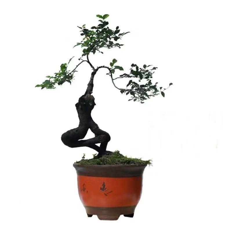 金弹子盆景购买链接10