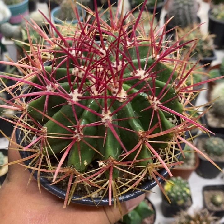 实生红虎特价福利