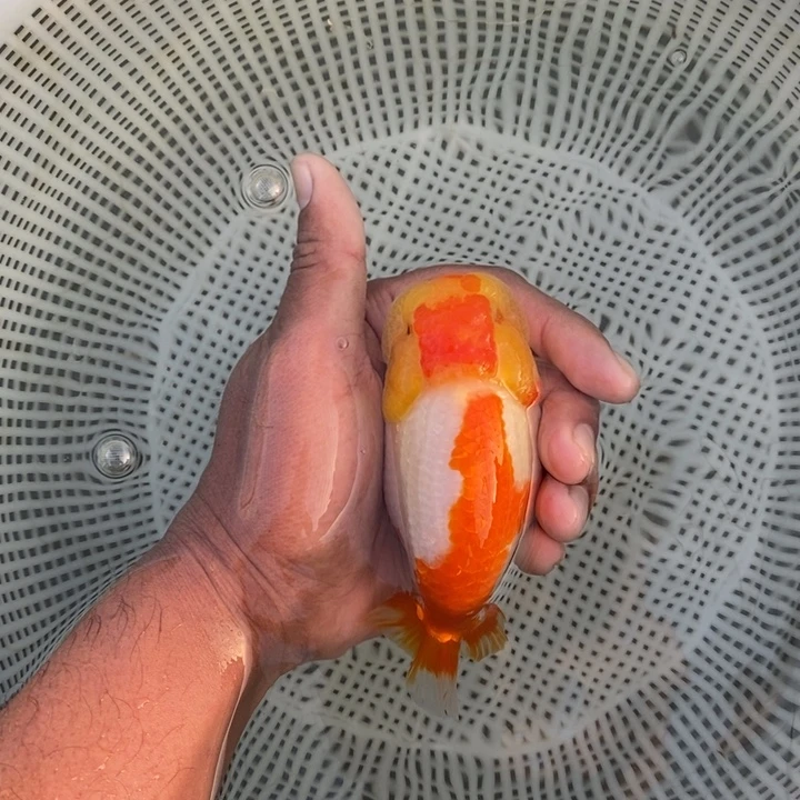 金鱼中原新隆观赏鱼