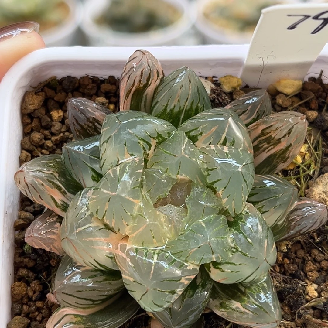 79大窗极上斑狄原五号玉露锦福利专场