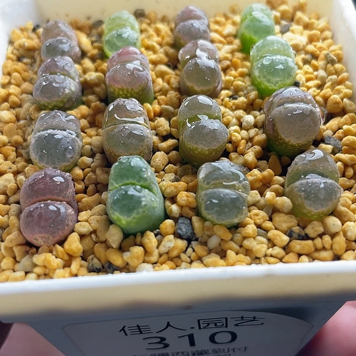 家人园艺博览会310