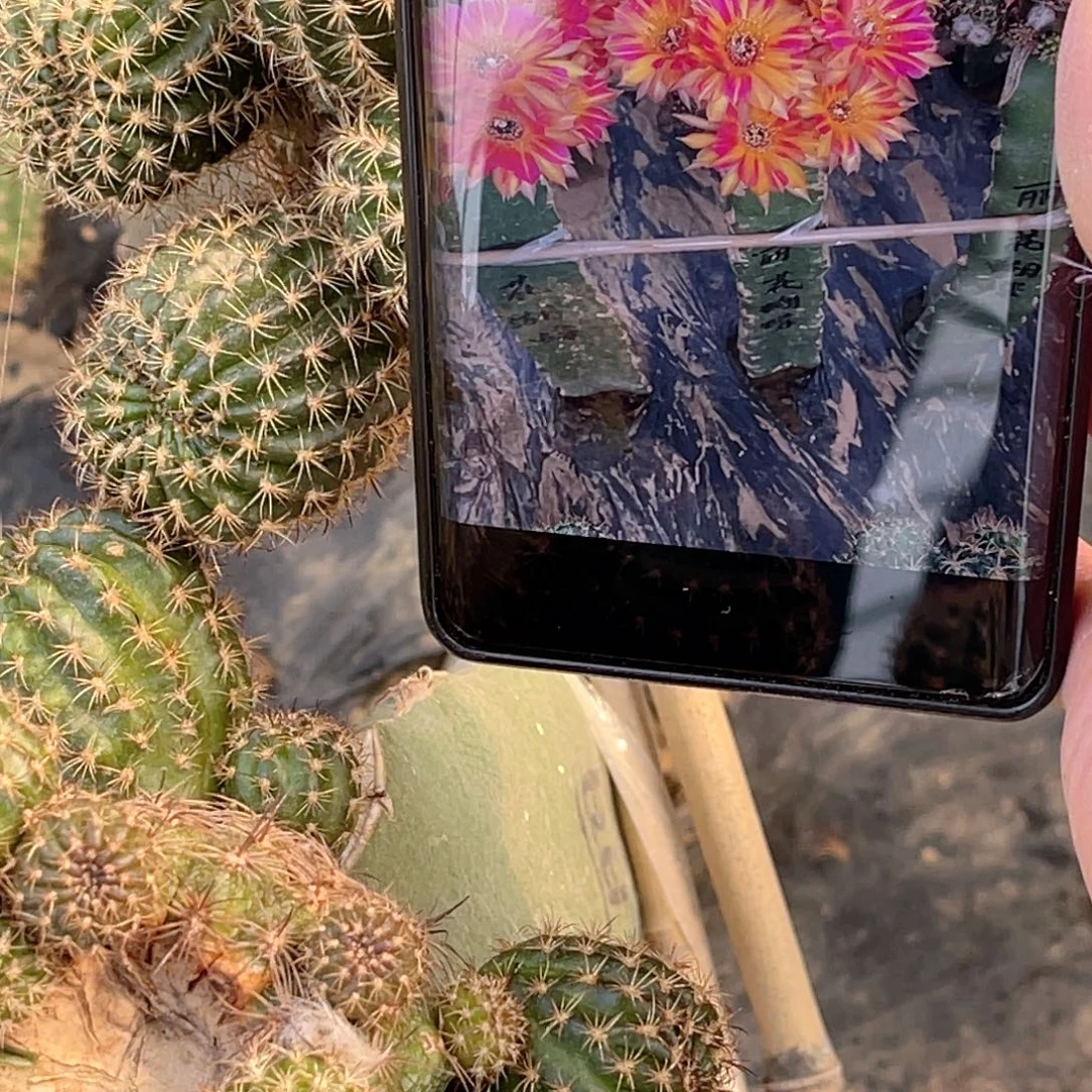 丽花 花蝴蝶 侧芽 歪 满20包邮4公分