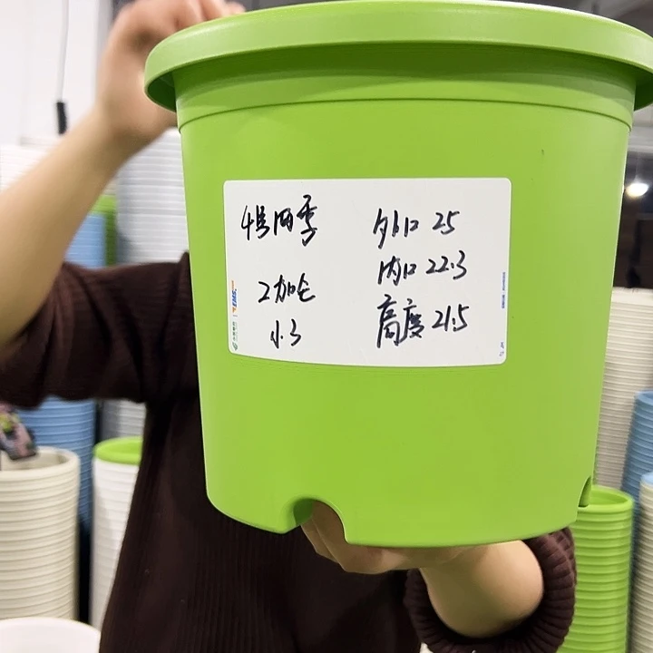 特价4号四季口25高21果绿色8个无托